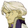 Mythril Wyrm