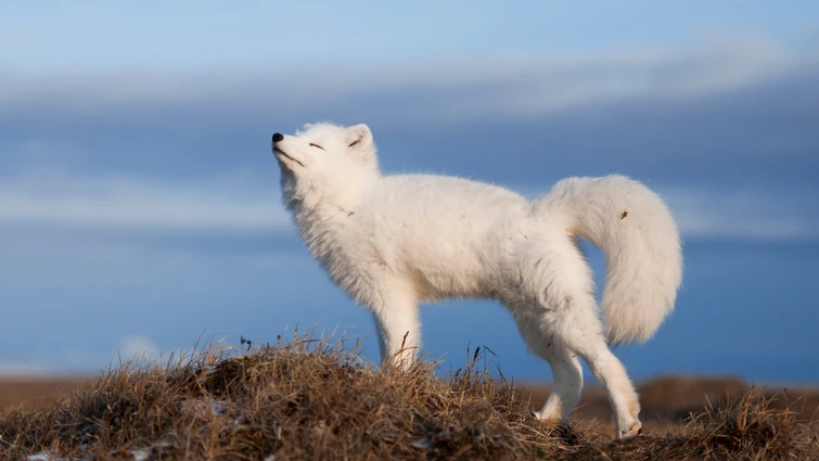 whos the best exitor | Fandom