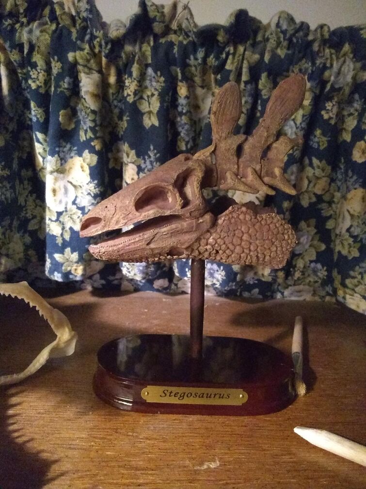 Stegosaurus skull