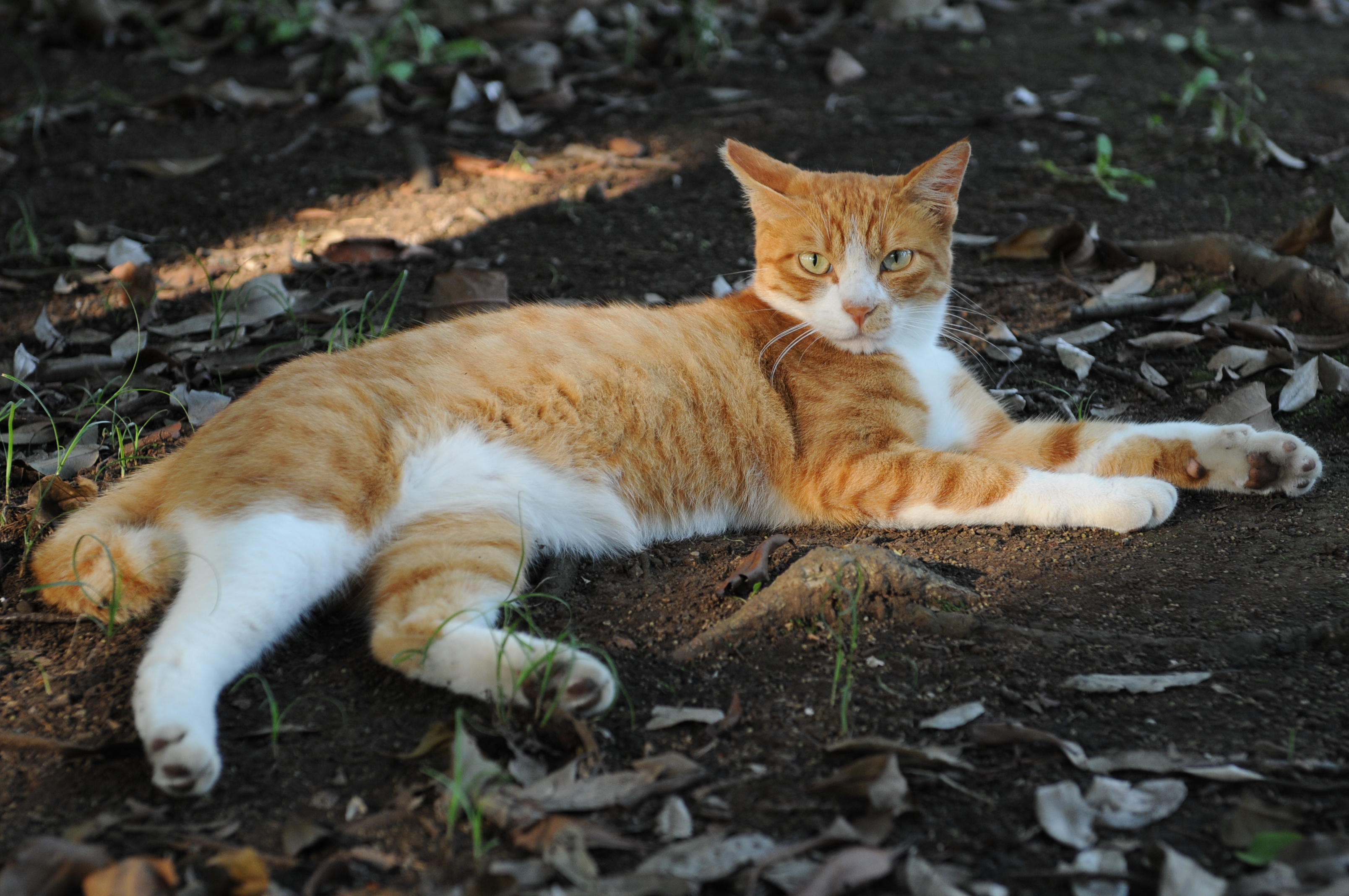 Orange cat 2. Оранжевая кошка. Рыже белый кот. Серо оранжевая кошка. Черный кот с рыжими пятнами.