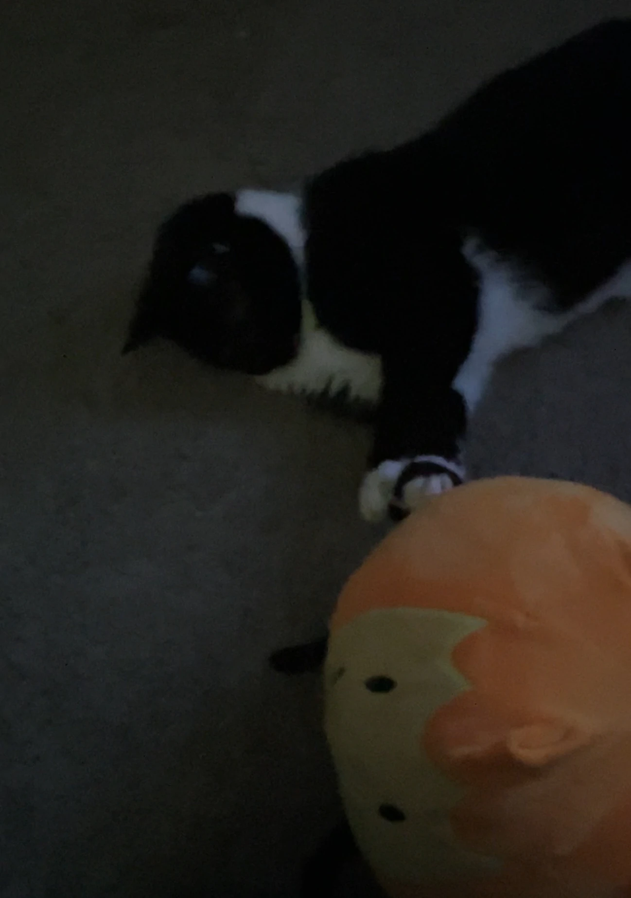 WHY IS HE BULLYING FIREY 💔 Fandom