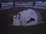 Krumm angers a large pig by bathing in the mud pit.