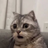 Andrewcat707's avatar