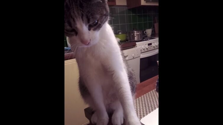 cat politely refuses to be petted
