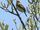 JohnsonChiffchaff