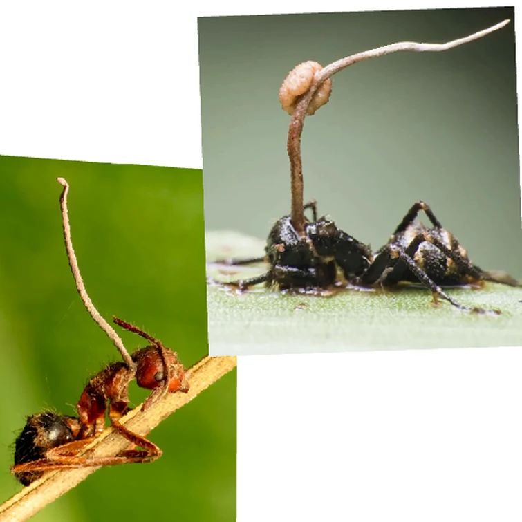 I’m bored and I have inhaled a lot of mushroom info, so here ya go Fandom