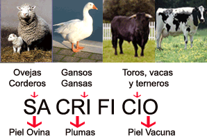 Los animales y lo que producen
