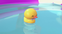 112b - Rubber ducky in pool