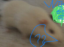 The wtfhehas1;hair2;nopiggynoseand3heisnopig.jpeg