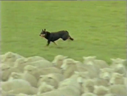 BobtheKelpie12.png