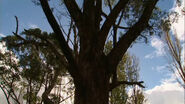 A big oak tree
