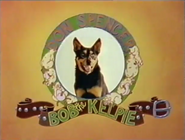 Bob the Kelpie