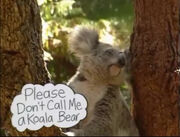 PleaseDon'tCallMeAKoalaBear.jpeg