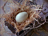 "It's an nest-box with an egg in it!"