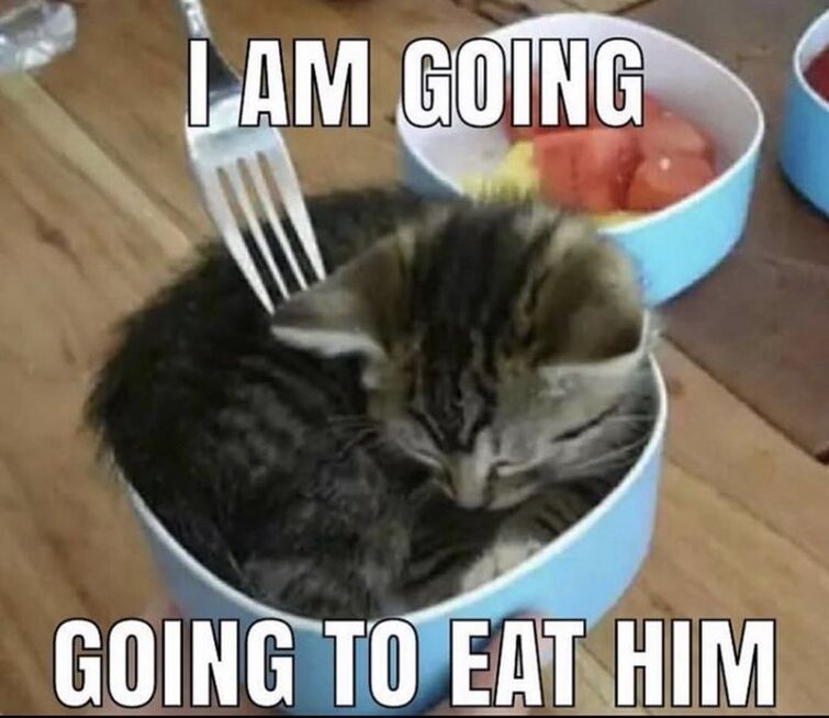 Кот с ложкой мем I give you a cat eating spaghetti by johnsonl33, via Flickr Cats, Animal quotes,