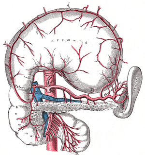 Grays pancreas