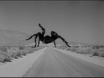 Mexican Red Rumped Tarantula.jpg