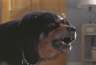 Max (Man's Best Friend).jpg