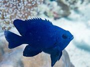 Bowtie Damselfish - Real Life