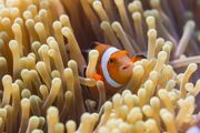 Percula Clownfish and Anemone
