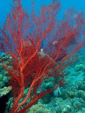 Red-sea-fan.jpg