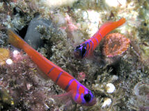 Bluebanded Gobies