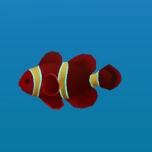 Maroon Clownfish