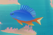 Azure Damselfish