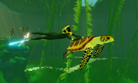 SeaTurtle.png