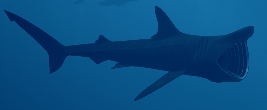 Shark finning - Wikipedia