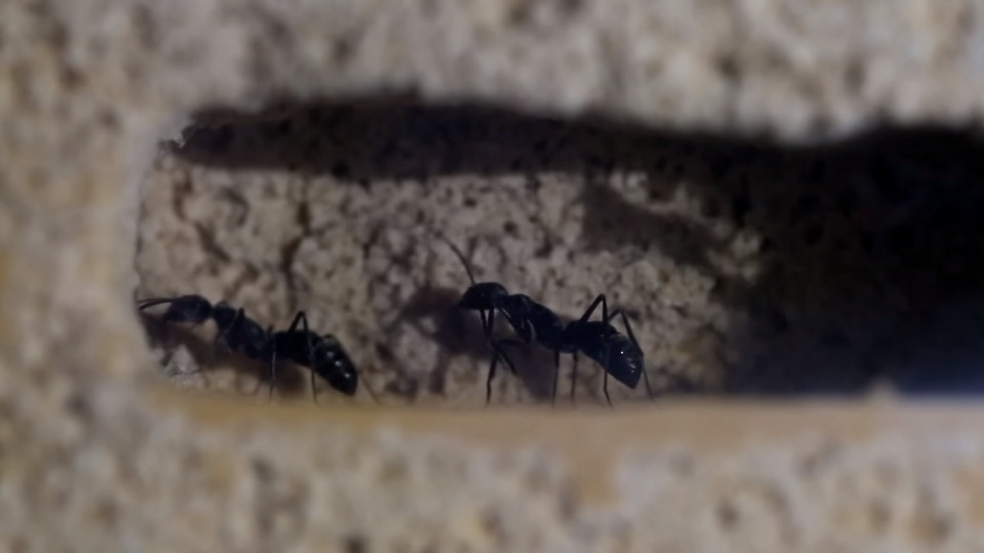 bullet ant queen