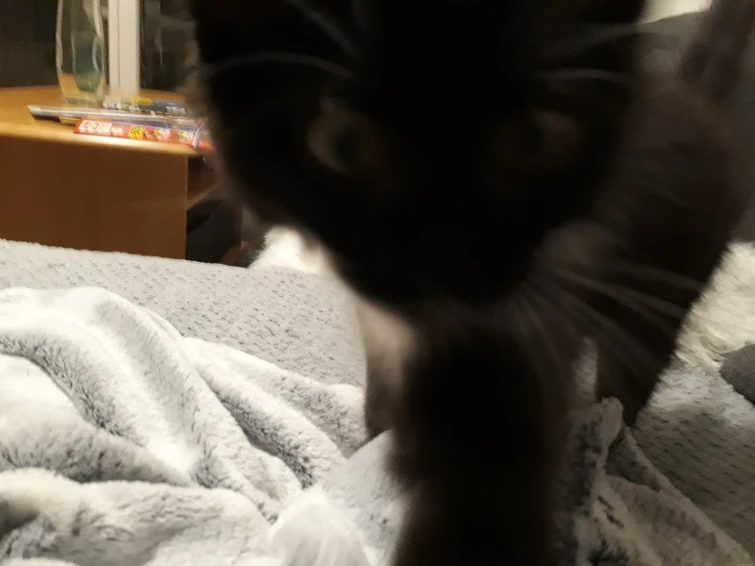 My "Palisman Domino" and Stringbean play together in real life (check