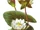 Nymphaea alba