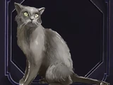 Familiar - Cat