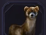 Familiar - Ferret