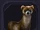 Familiar - Ferret