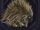 Familiar - Porcupine