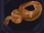 Familiar - Snake