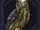 Familiar - Owl