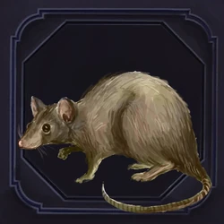Rat