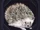 Familiar - Hedgehog