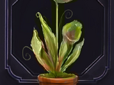 Familiar - Carnivorous Plant