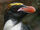 Pingüino de penacho anaranjado