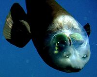 090223-02-fish-transparent-head-barreleye-pictures big.jpg