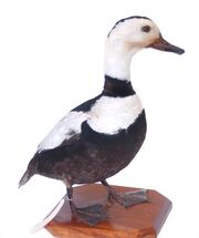 1803091256 pato labrador 2.jpg