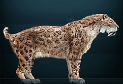 Smilodon fatalis Sergiodlarosa.jpg