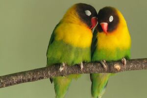 Pericos bronceados.jpg