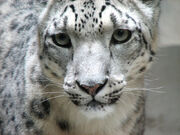 3009081245 leopardonieves3.jpg