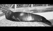 11.-foca-monje-del-caribe.jpg