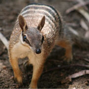 Numbat